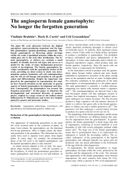 The angiosperm female gametophyte: No longer the