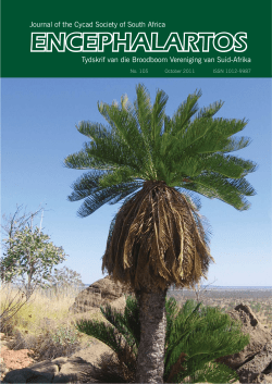 Multiple male cone production in Encephalartos - PDF