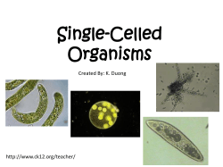 Single-Celled Organisms
