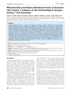 Mitochondrial and Plasma Membrane Pools of Stomatin