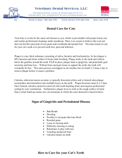Dental Care for Cats - Veterinary Dental Services