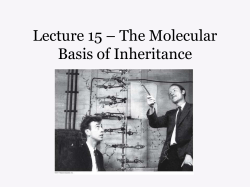 Lecture 15 &ndash; The Molecular Basis of Inheritance