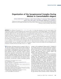 Organization of the Synaptonemal Complex During Meiosis in