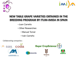 New table grape varieties obtained in the breeding program by