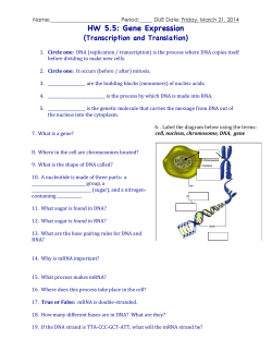 HW 5.5: Gene Expression (Transcription and Translation)