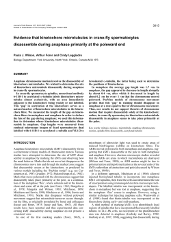Evidence that kinetochore microtubules in crane