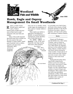 Hawk, Eagle and Osprey Management On Small Woodlands