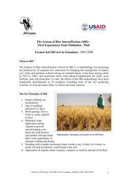 Africare Goundam SRI test results - The System of Rice Intensification