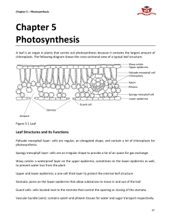 Chapter 5 Photosynthesis