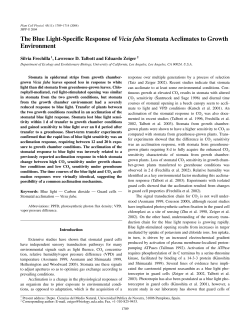 The Blue Light-Specific Response of Vicia faba Stomata Acclimates