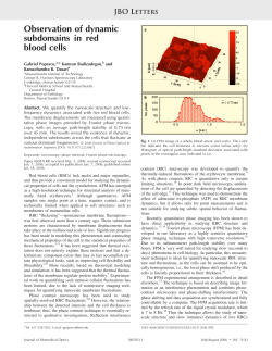 Observation of dynamic subdomains in red blood cells