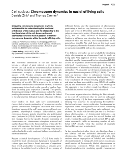 Cell nucleus: Chromosome dynamics in nuclei of