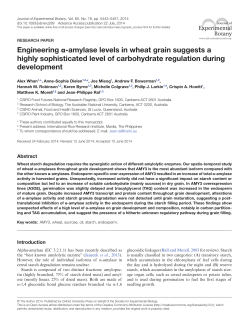 Engineering &alpha;-amylase levels in wheat grain