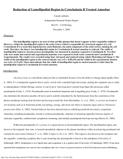 Reduction of Lamellipodial Region in Cytochalasin B Treated