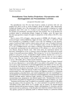 Parainfluenza Virus Surface Projections