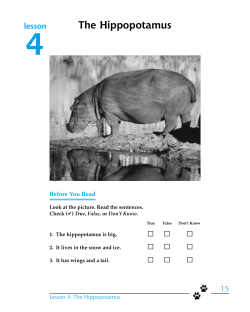 The Hippopotamus