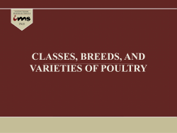 CLASSES, BREEDS, AND VARIETIES OF POULTRY