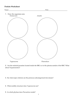 Protists Worksheet