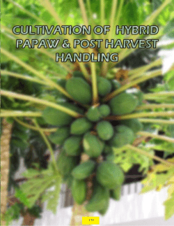 Hybrid Papaya