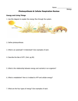 photosynthesis Review