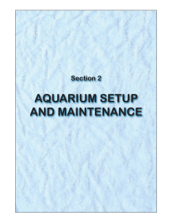 Aquarium Setup and Maintenance