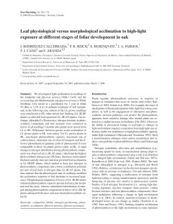 Leaf physiological versus morphological acclimation to high