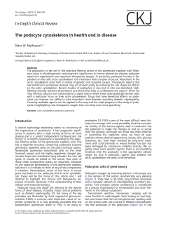 The podocyte cytoskeleton in health and in disease