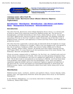 common name: olive fruit fly scientific name: Bactrocera oleae