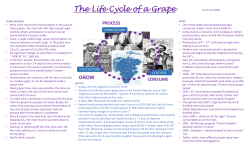 The Life Cycle of a Grape