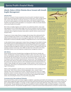 Species Profile: Atlantic Sturgeon Species Profile: Coastal Sharks