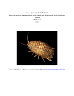 Invasive species of the Pacific Northwest: Sphaeroma quoianum (S