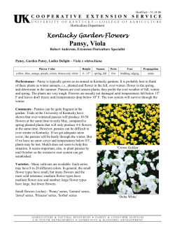Kentucky Garden Flowers Pansy, Viola