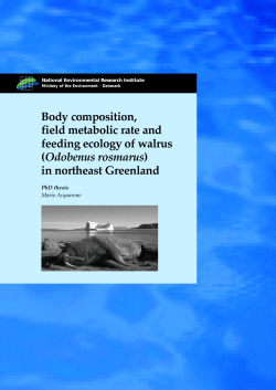 Body composition, field metabolic rate and feeding ecology of walrus