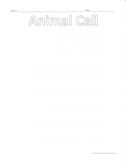 Build-An-Animal