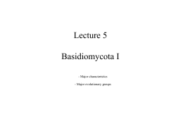 Lecture 5 Basidiomycota I
