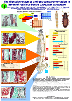 The digestive enzymes and gut compartmentation in larvae of red