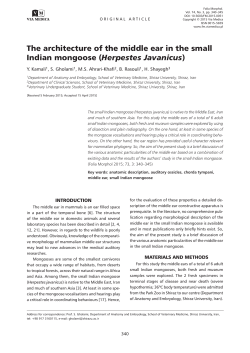 The architecture of the middle ear in the small Indian mongoose