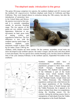 introduction to the genus - Elephant Seal Research Group