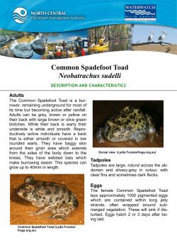 Common Spadefoot Toad Fact Sheet