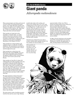Giant panda Ailuropoda melanoleuca