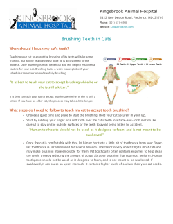 Brushing Teeth in Cats - Kingsbrook Animal Hospital