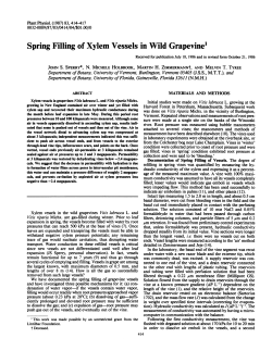 Spring Filling of Xylem Vessels in Wild Grapevine1