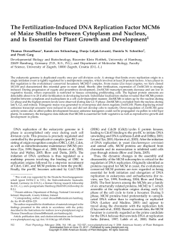 The Fertilization-Induced DNA Replication Factor