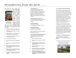 Caring for your Strawberries