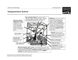 Integumentary System - VCC Library