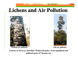 Lichens and Air Pollution - tn