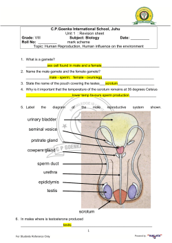 testis epididymis sperm duct seminal vesice prstrate gland urinary