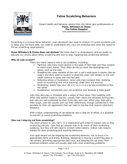 Feline Scratching Behaviors - Angels Among Us Pet Rescue