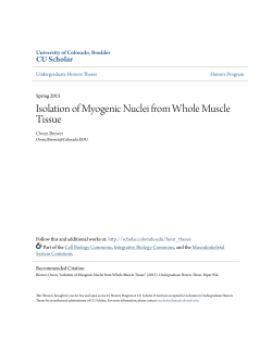 Isolation of Myogenic Nuclei from Whole Muscle Tissue