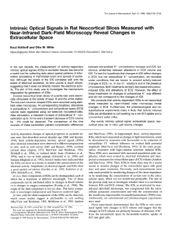 Intrinsic optical signals in rat neocortical slice